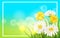 Spring flower daisy juicy, chamomiles yellow dandelions green grass background Template for banners, web, flyer. Vector