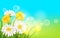 Spring flower daisy juicy, chamomiles yellow dandelions green grass background Template for banners, web, flyer. Vector