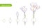 Spring flower evolution process bulb sprout plant