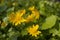 Spring flower Ficaria verna blooms with yellow flowers