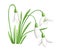 Spring flower. The first snowdrops Galanthus. Flowers for decoration. Vector illustration isolated on white background. Web site p