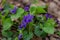 Spring flower in the forest, early spring. Herbaceous perennial plant - Viola odorata wood violet, sweet violet, english