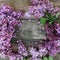 Spring Flower Frame with Lilac Bunch woth copy space. rustic Textured Board. Square Image.