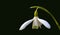 Spring flower Galanthus Snowdrop