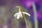 Spring flower Galanthus Snowdrop