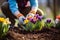 Spring Flower Garden Planting - Dig into the earth with gardening gloves, planting colorful bulbs