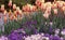 Spring Flower Garden with soft pink and cream tulips mixed with purple pansies