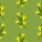 Spring flower goose onion on a green background close up