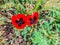 Spring flower and green grass in the yard in suny day. Close up shot poppy