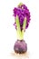 Spring flower of Hyacinth with bulb, magenta color, isolated on white background