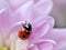 Spring flower with ladybird