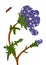 Spring flower with ladybug vector illustration. Isolated vector illustration with white background. Ready-made artwork.