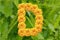 Spring Flower Letter D concept using Marigold. Marigold flower alphabet on white background