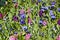 Spring flower mix, flowering spring flowers like pink and violet hyacinths, blue anemones, white tulips in Park Keukenhof, Netherl