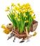 Spring flower narcissus in wicker basket