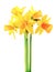 Spring flower narcissus yellow bouquet with green