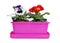Spring flower pansy and primrose in pink pot