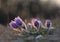 Spring flower Pasqueflower- Pulsatilla grandis at sunset