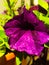 Spring flower Petunia color of Bordeaux