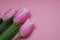 Spring flower pink closeup tulips flowers isolated on pink background. Women`s Day. Mother`s Day.