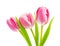 Spring flower pink tulips bouquet