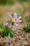 Spring flower Pulsatilla pratensis small pasque flower