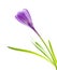 Spring flower purple crocus