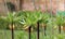 Spring flower scene showing orange fritillary flowers in bud in garden