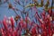 Spring Flower Series - Pink Jasmine Climber - Jasminum polyanthum
