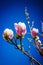 Spring Flower single Magnolia