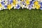 Spring flower top edge border background, grass copy space