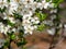 Spring flower on tree with bee