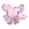 Spring flower, twig pink lilac. Syringa vulgaris. Buds and lush inflorescences of lilacs. Vector