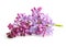 Spring flower twig purple lilac