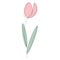 Spring flower on white background, tulip vector