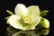 Spring flower of white helleborus isolated on black background