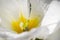 Spring flower - white tulip closeup with water drops. Birthday card, Mother`s Day, March 8th. Photowall-paper