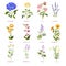 Spring flower and wildflower with names, vector