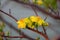 Spring flower, yellow apricot blossom