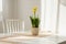 Spring flower yellow daffodil in a flowerpot on a white table in the kitchen