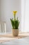 Spring flower yellow daffodil in a flowerpot on a white table in the kitchen