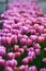 Spring flowerbed with tulips of the same color. Annual decoration.