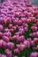 Spring flowerbed with tulips of the same color. Annual decoration.