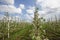 Spring flowering in apple orchard. Flowering young trees, green grass