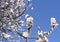 Spring flowering apricots against the blue sky. Many blossoming white flowers on the branches of the tree. Spring agro