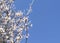 Spring flowering apricots against the blue sky. Many blossoming white flowers on the branches of the tree. Spring agro