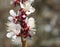 Spring flowering apricots on a brown background. Many blossoming white flowers on the branches of the tree. Spring agro