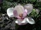 spring flowering of beautiful large magnolia flowers