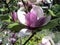 Spring flowering of beautiful large magnolia flowers