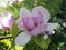 Spring flowering of beautiful large magnolia flowers